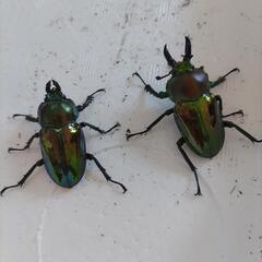 ニジイロクワガタ　♂♀ペアの画像