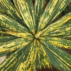 ユッカ　グロリオサ　散り斑の芋の画像