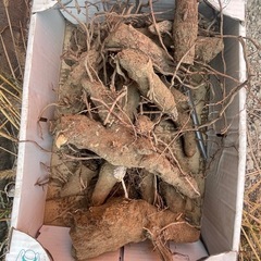 ユッカ　グロリオサ　散り斑の芋の画像