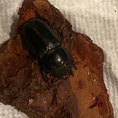 ヒラタクワガタ　ペア
の画像