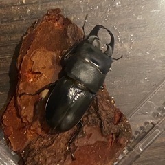 ヒラタクワガタ　ペア
の画像