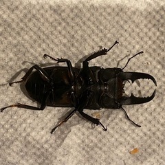 ヒラタクワガタ　ペア
の画像