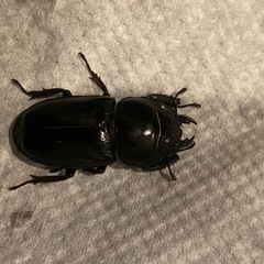 ヒラタクワガタ　ペア
の画像