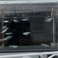 鱗光ヒレ長メダカの画像