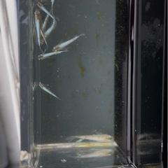 鱗光ヒレ長メダカの画像
