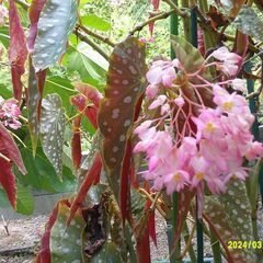 木タチベゴニア２鉢その他観葉植物の画像