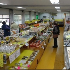 改良めだかの画像