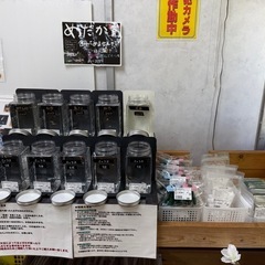 改良めだかの画像
