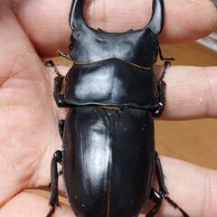 オオクワガタ能勢SR血統♂単体③の画像