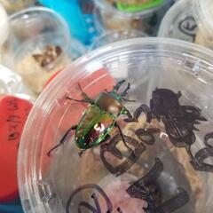 ①国産外国産クワガタカブトムシ500円クジ‼️の画像
