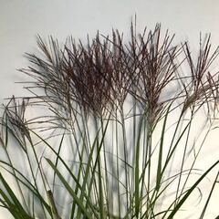 高原のススキ（生け花素材）標高1280mの秋を束ねて届けますの画像