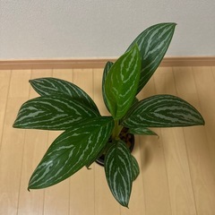 アグラオネマ　カーティシー　（本物）の画像