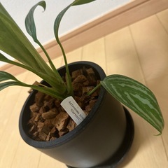 アグラオネマ　カーティシー　（本物）の画像