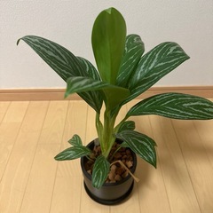アグラオネマ　カーティシー　（本物）の画像