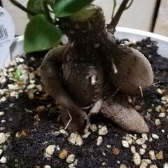 Banyan の画像