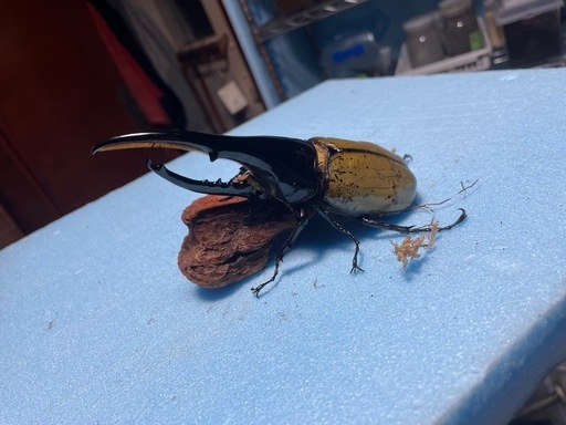 値下げ‼️ヘラクレスオオカブト　♂単品