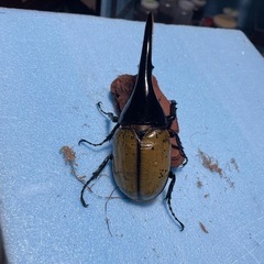 ヘラクレスオオカブト　♂単品の画像