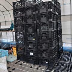 8️⃣　コンテナ　サンテナー　カゴ　90ケ(20ケ予約済み)　バラ売り可　倉庫片付けの為値下げの画像