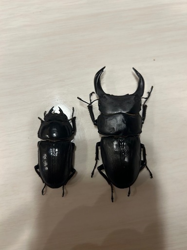 オオクワガタ能勢yg新成虫ペア