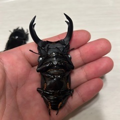 オオクワガタ能勢yg新成虫ペアの画像