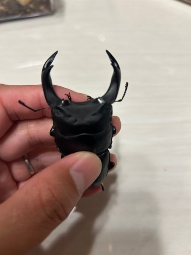 オオクワガタ能勢yg新成虫ペア