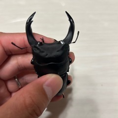オオクワガタ能勢yg新成虫ペアの画像
