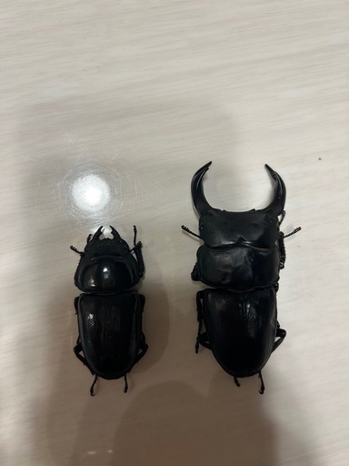 オオクワガタ能勢yg新成虫ペア