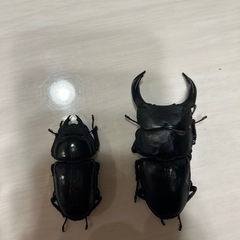 オオクワガタ能勢yg新成虫ペアの画像