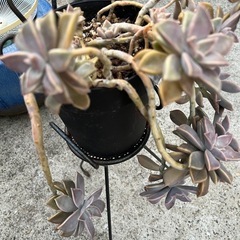 鉢いっぱい❗️🌱多肉✴︎朧月🌱☺️3年以上🪴の画像