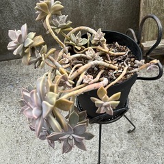 鉢いっぱい❗️🌱多肉✴︎朧月🌱☺️3年以上🪴の画像