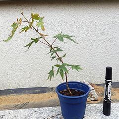 モミジの苗　もみじ　盆栽等に　１本300円でのお取引　鉢ごとどうぞの画像