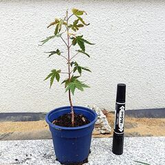 モミジの苗　もみじ　盆栽等に　１本300円でのお取引　鉢ごとどうぞの画像