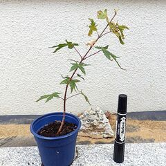 モミジの苗　もみじ　盆栽等に　１本300円でのお取引　鉢ごとどうぞの画像