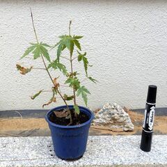 もみじ　モミジの苗　盆栽等に　鉢ごとどうぞ　１本300円でのお取引　の画像