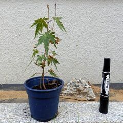 もみじ　モミジの苗　盆栽等に　鉢ごとどうぞ　１本300円でのお取引　の画像