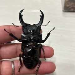 オオクワガタ能勢yg新成虫ペアの画像