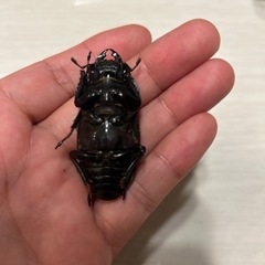 オオクワガタ能勢yg新成虫ペアの画像