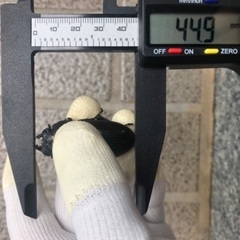《お取引中》【訳あり】能勢YG血統 国産オオクワガタ 新成虫ペア（オス69.1㎜・メス44.9㎜）の画像