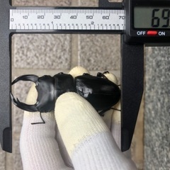 《お取引中》【訳あり】能勢YG血統 国産オオクワガタ 新成虫ペア（オス69.1㎜・メス44.9㎜）の画像