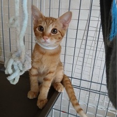 ちょっと臆病で、可愛いです