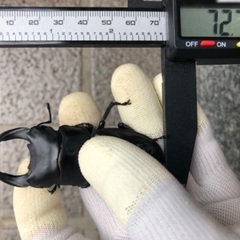 【訳あり】能勢YG血統 国産オオクワガタ 新成虫オス1頭 72.7㎜の画像