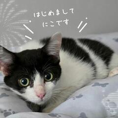急募❕3ヵ月のハチワレ子猫♀💓
