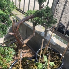 植木差し上げますの画像