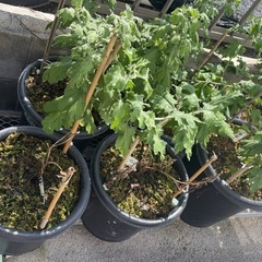 植木差し上げますの画像