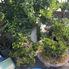 植木差し上げますの画像