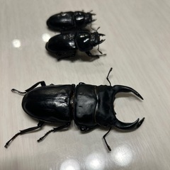 オオクワガタ能勢yg トリオの画像