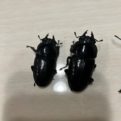 オオクワガタ能勢yg トリオの画像