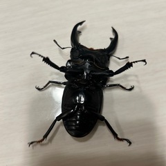 オオクワガタ能勢yg トリオの画像