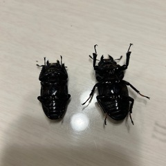 オオクワガタ能勢yg トリオの画像