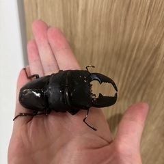 スマトラヒラタ オオクワガタと交換して下さいの画像